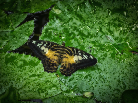 Butterflies-7
