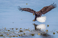 Seabeck Eagles 5-24-20 Set 2