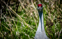 George C. Reifel Bird Sanctuary 5-7-19 set 2-9