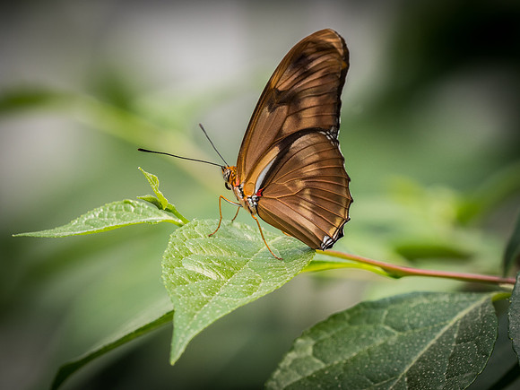 Butterflies May 2018 Set 1-18