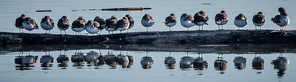 Skagit Valley 1-13-19-7