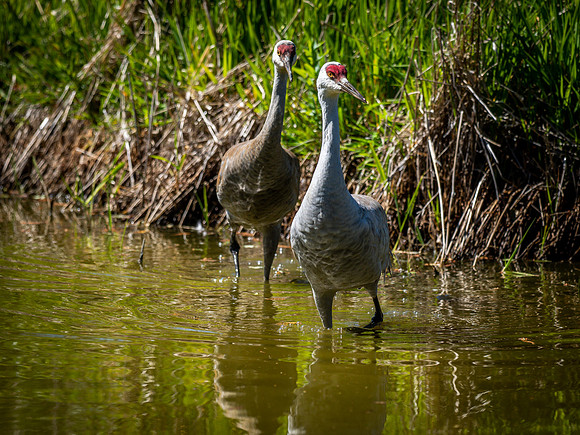 George C. Reifel Bird Sanctuary 5-7-19 set 2-20