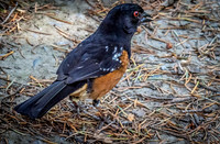 George C. Reifel Bird Sanctuary 5-7-19 set 2-4