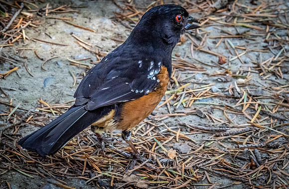 George C. Reifel Bird Sanctuary 5-7-19 set 2-4