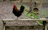 Chickens & Ducks-4