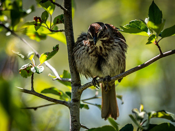 George C. Reifel Bird Sanctuary 5-7-19 set 2-24