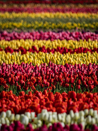 Skagti Valley Tulip Festival 2018 Set 2-2