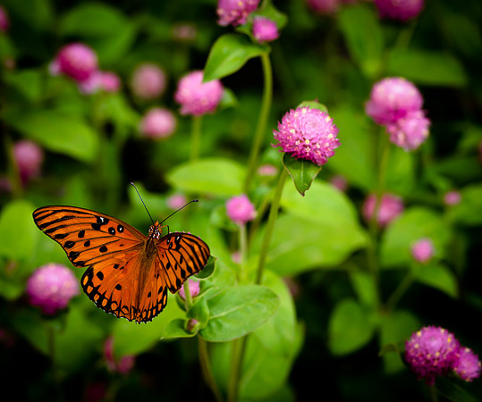 Butterflies-8