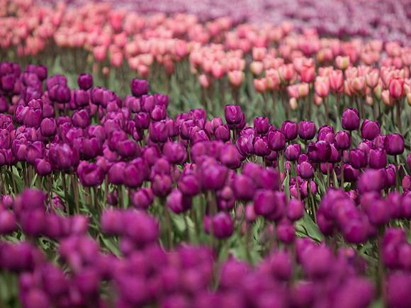 Tulips_-24