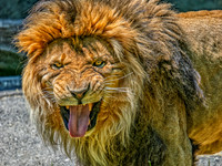 Woodland Park Zoo 6-17-25