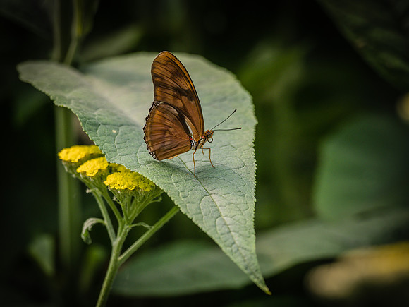 Butterflies May 2018 Set 2-29