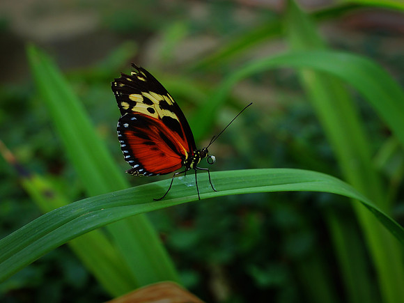Butterflies