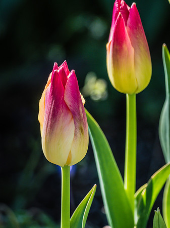 Skagit Valley Tulip Festival 2018 Set 1-2