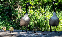 George C. Reifel Bird Sanctuary 5-7-19 set 2