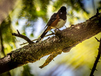 George C. Reifel Bird Sanctuary 5-7-19 set 2-5