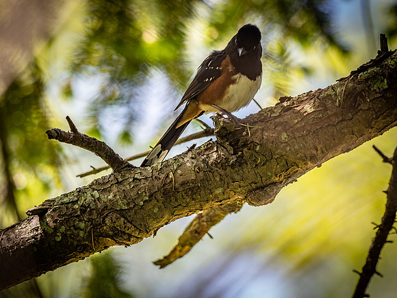 George C. Reifel Bird Sanctuary 5-7-19 set 2-5