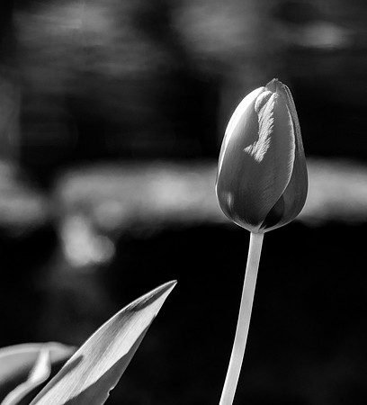 Skagit Valley Tulip Festival 2018 Set 1