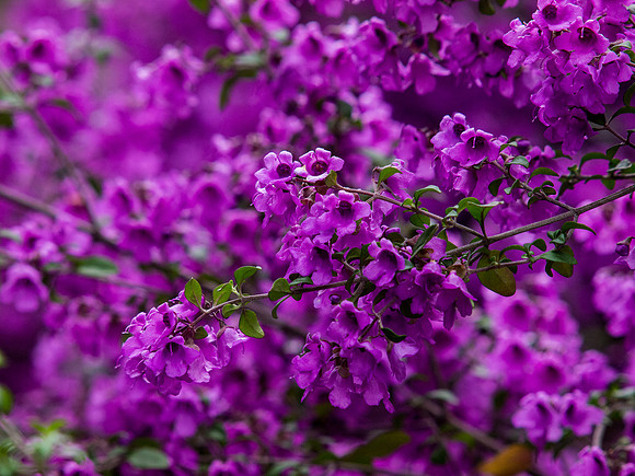 Butchart Gardens May 2012-24-2
