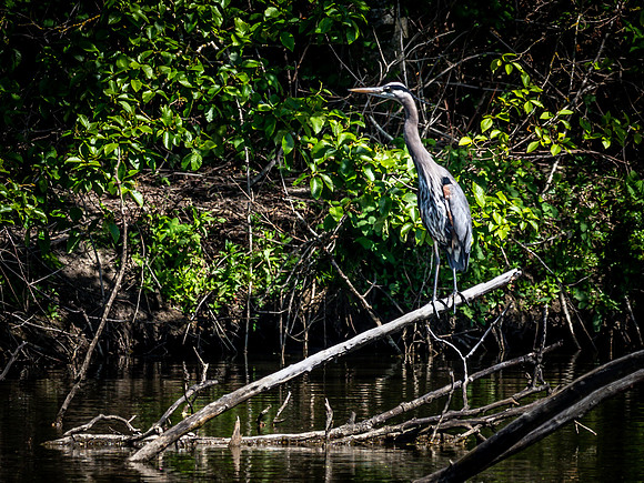 George C. Reifel Bird Sanctuary 5-7-19-4
