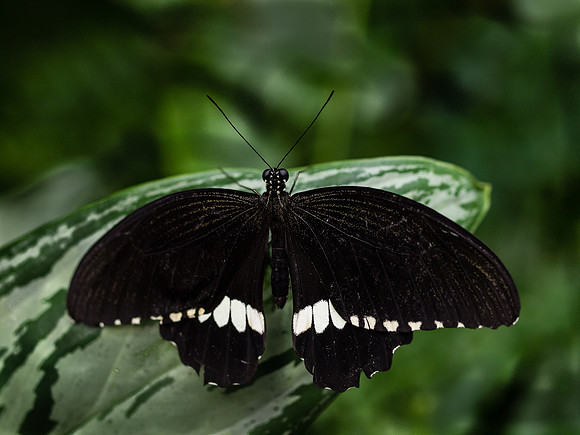 Butterflies-2-2