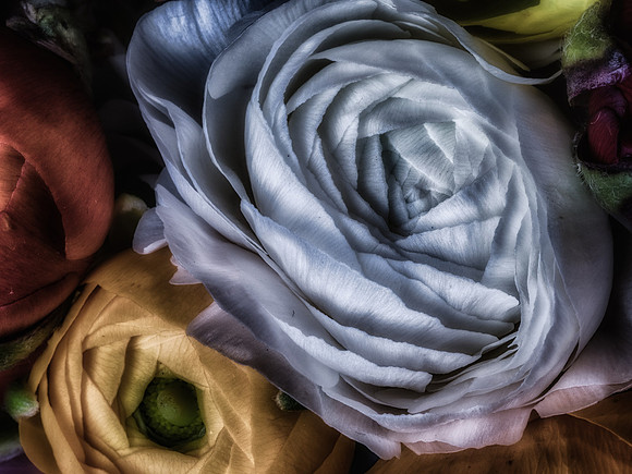 Ranunculus-11