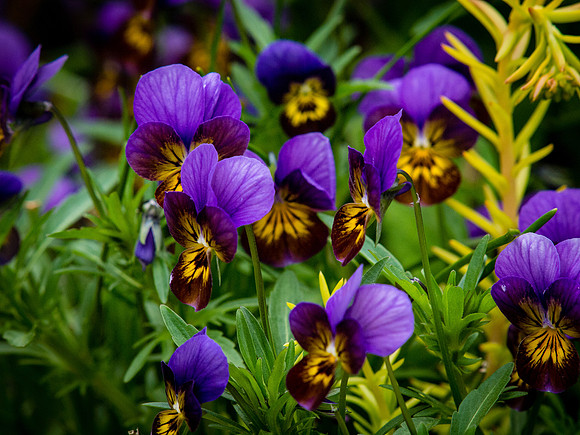 Butchart Gardens May 2012-43-2