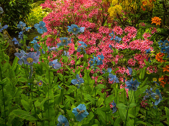 Butchart Gardens May 2012-13-2