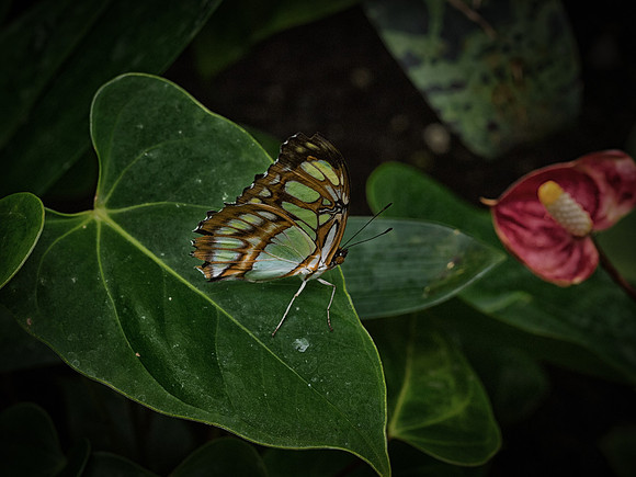 Butterflies-5-2
