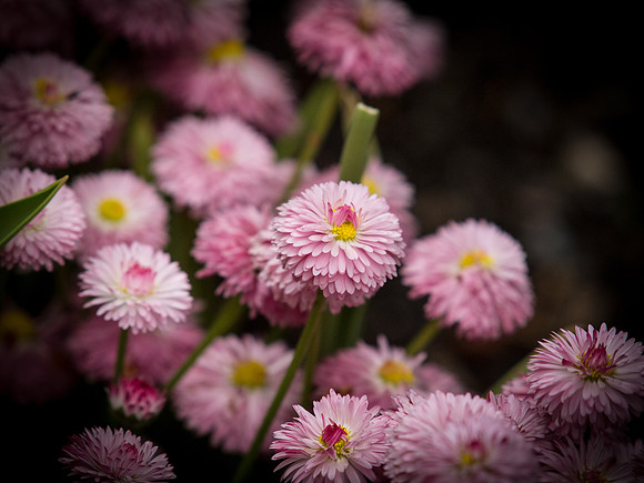 Butchart Gardens May 2012-58-2