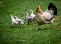 Chickens and Ducks