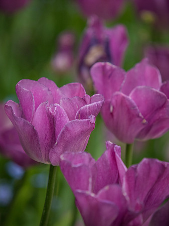 Butchart Gardens May 2012-55-2