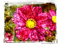 Textured Photographs