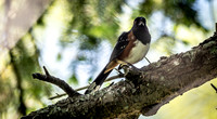 George C. Reifel Bird Sanctuary 5-7-19 set 2-6