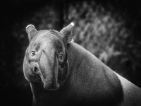 Woodland Park Zoo 6-4-22 Set 2
