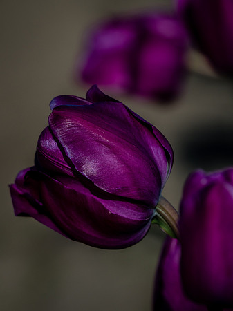 Skagit Valley Tulip Festival 2018 Set 1-19
