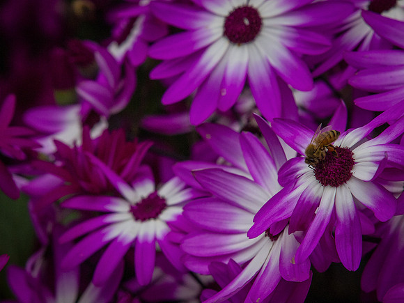 Butchart Gardens May 2012-46-2