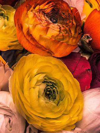 Ranunculus-13