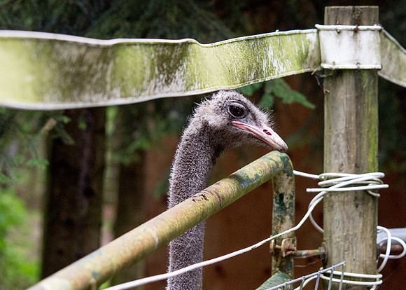 The Arlington Kangaroo Farm_-31