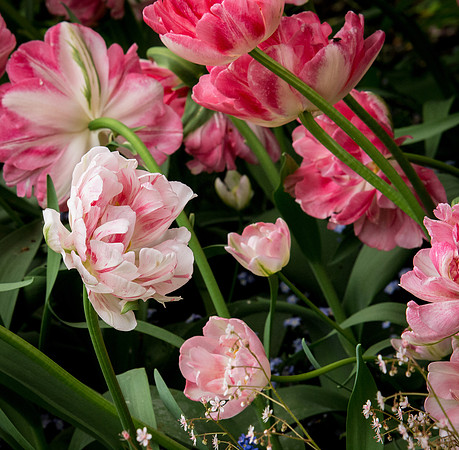 Butchart Gardens May 2012-27-2