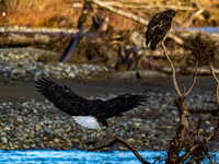 Eagles of Whatcom County 1-1-23 Set 1