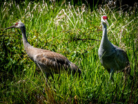 George C. Reifel Bird Sanctuary 5-7-19 set 2-15
