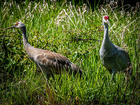 George C. Reifel Bird Sanctuary 5-7-19 set 2-15