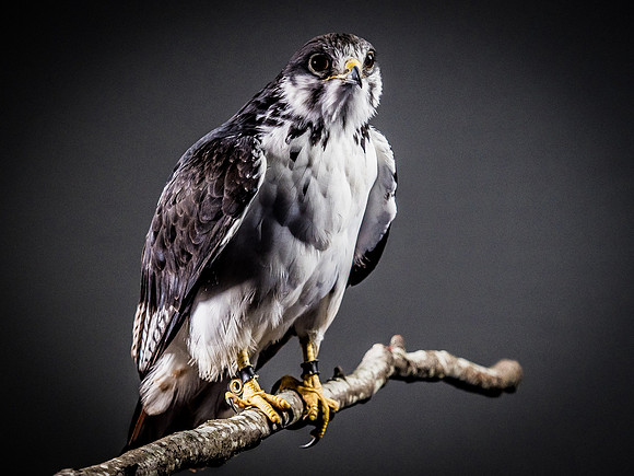 The Falconer with Olympus Cameras @ Kenmore Camera 2-2-19-48