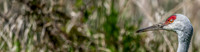 George C. Reifel Bird Sanctuary 5-7-19 set 2-10