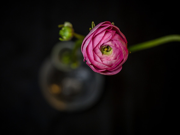 Ranunculus