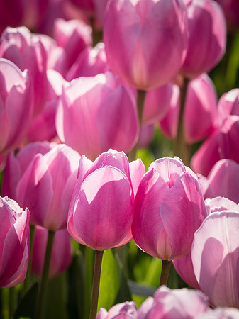 Skagti Valley Tulip Festival 2018 Set 2-10