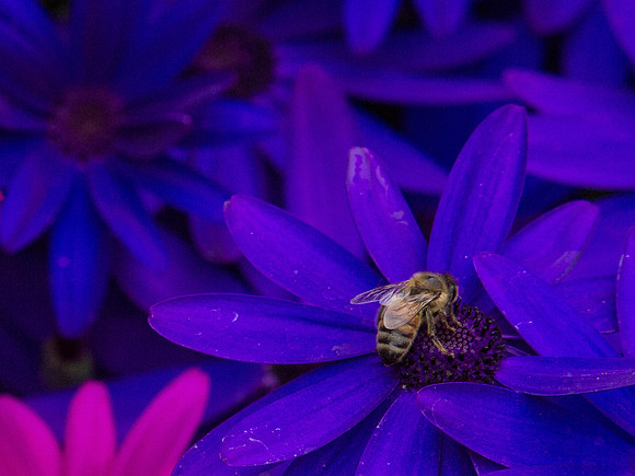 Butchart Gardens May 2012-47-2