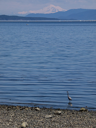 Sidney_BC Volkswalk May 2012-10