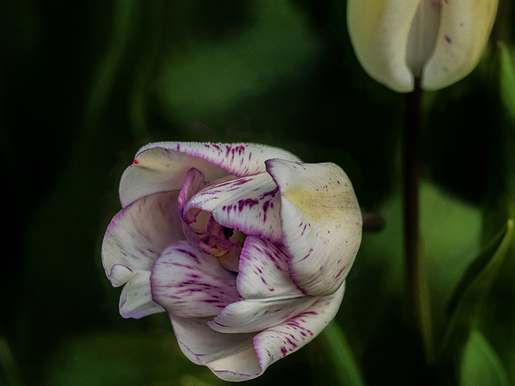 Skagit Valley Tulip Festival 2018 Set 1-3