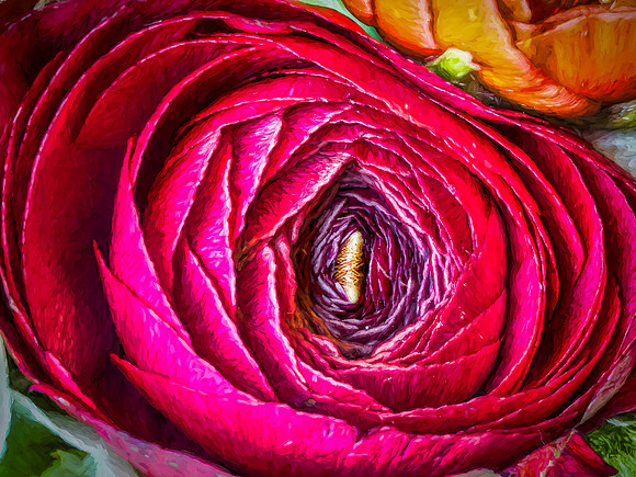 Ranunculus-3